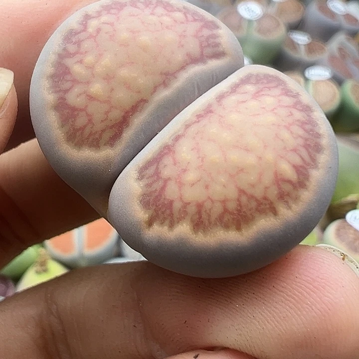 4934美菊福利111111