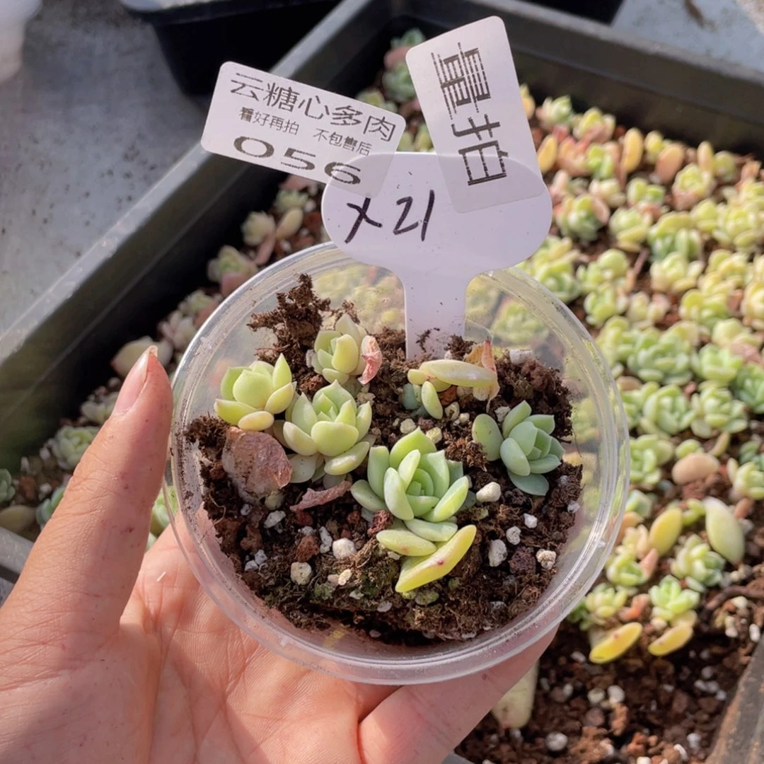 云糖心多肉植物56