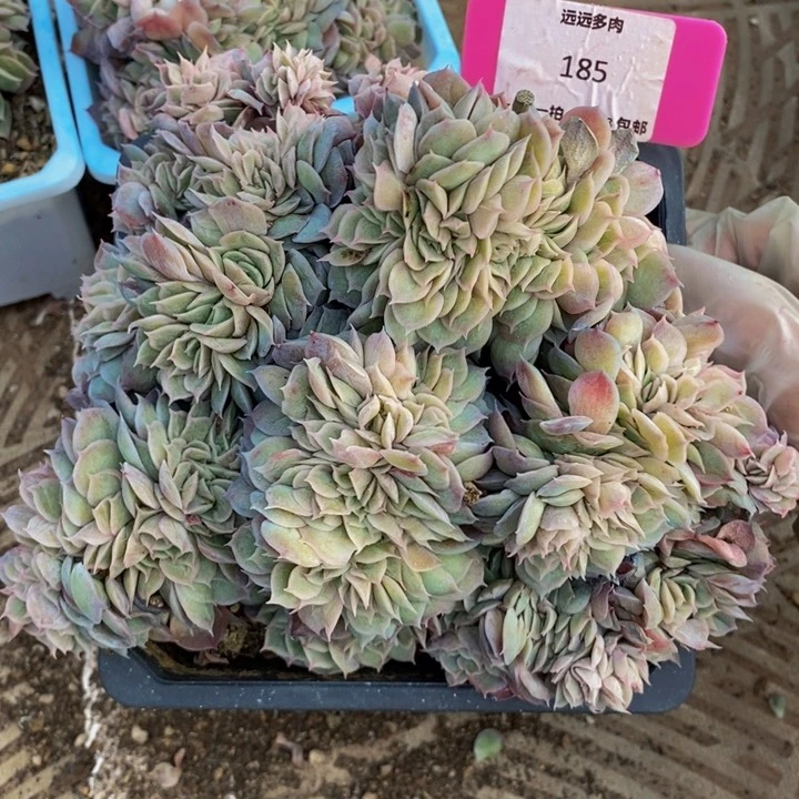 185昂斯诺缀化肉肉肉肉