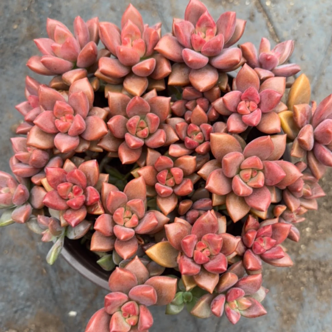 姬胧月 多肉植物新手好养（全店满9.99包邮）