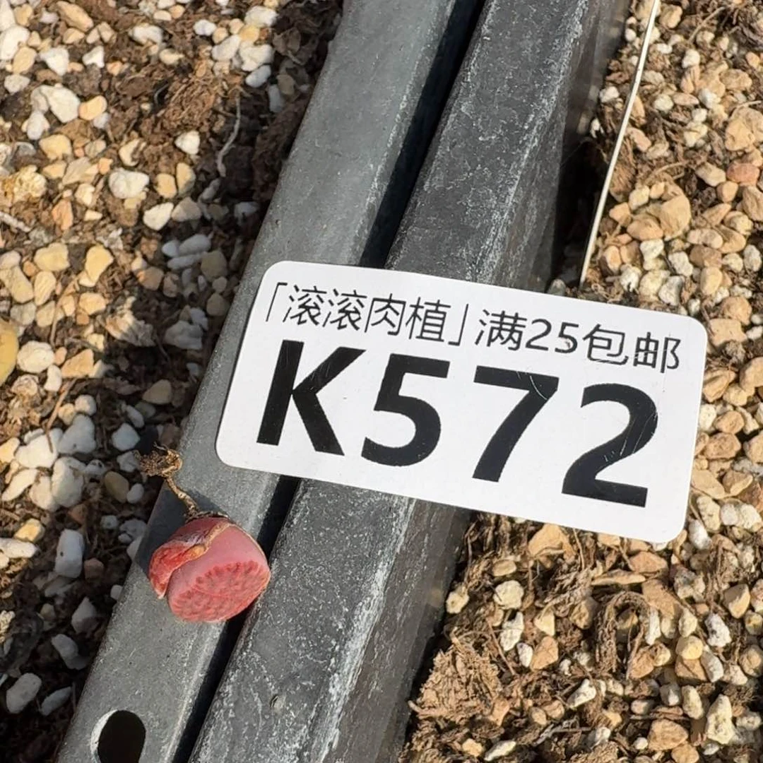如**形K572岛田红窗回交版紫红窗紫花纹两年
