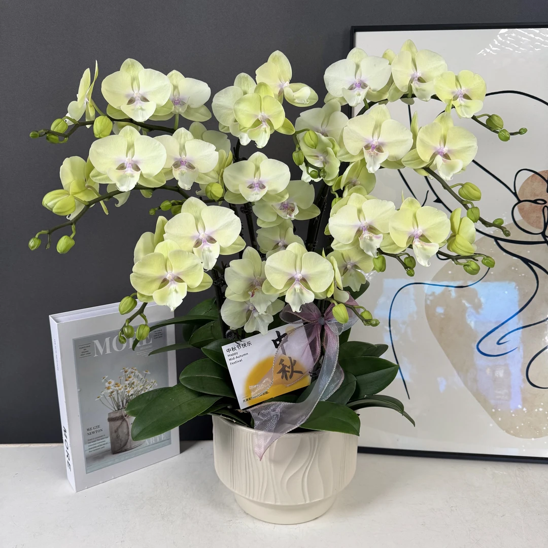 【柠檬】 绿色大舌头花系 蝴蝶兰稀有花花 耐开耐摆唯美