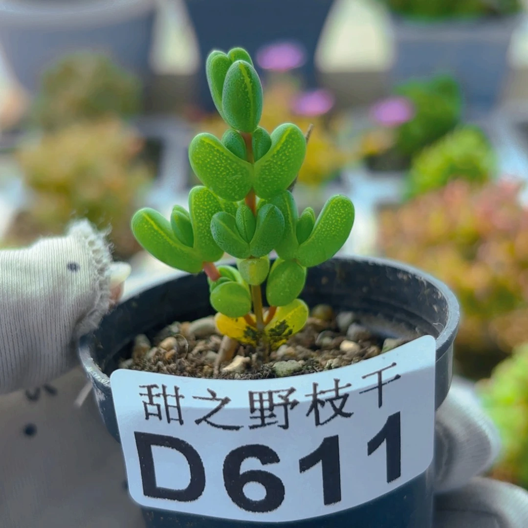 元宝枝干611。     