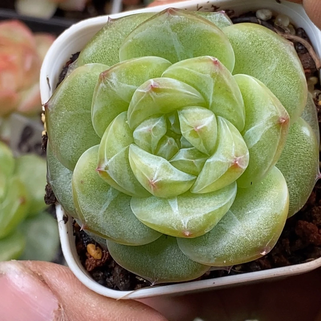 天官赐福百无禁忌