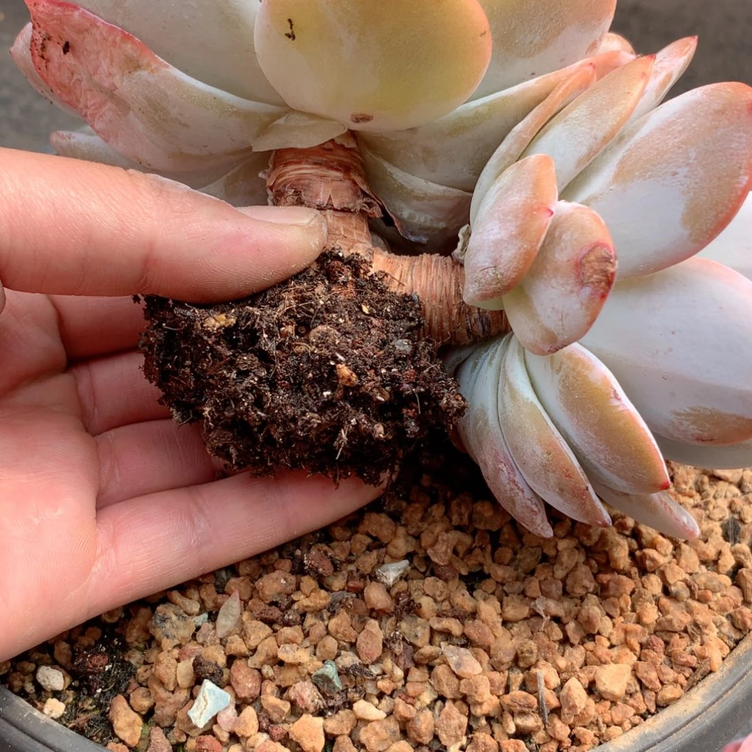 I****I多肉植物一物一拍
