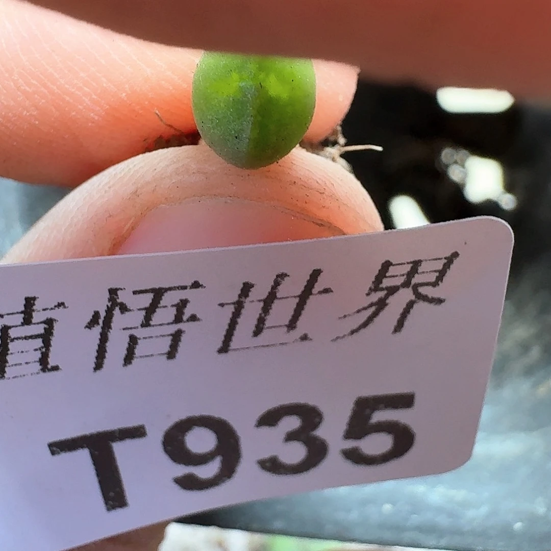 d r z w d r z w w多肉植物n j