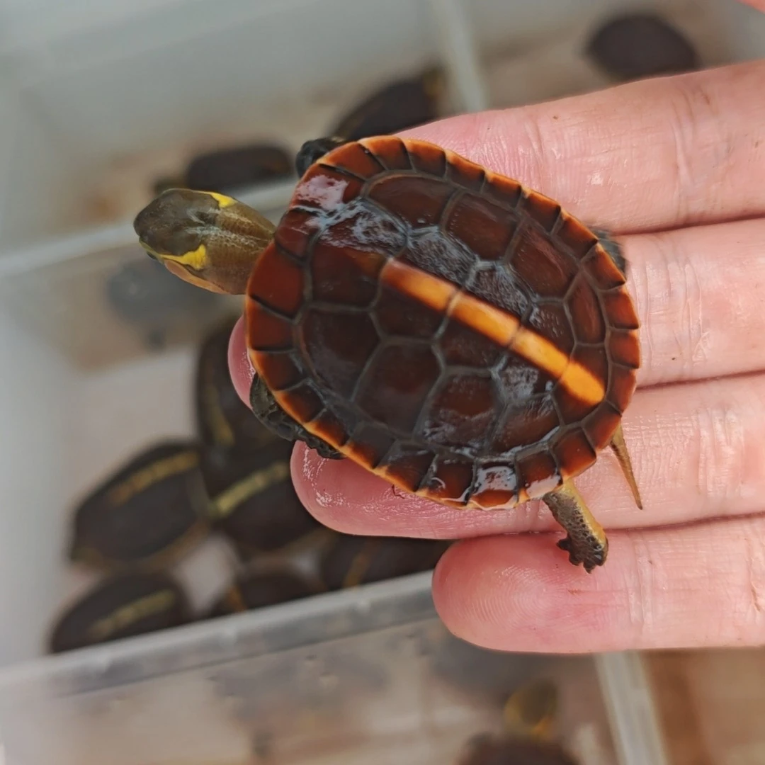 【天天玩龟】直播间挑选龟龟链接