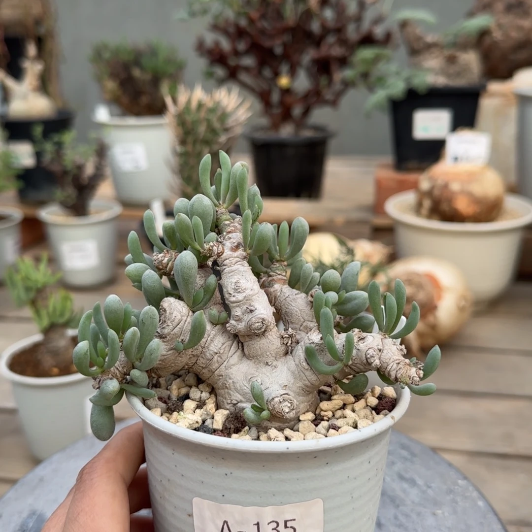 135卡拉菲厚敦菊不带盆