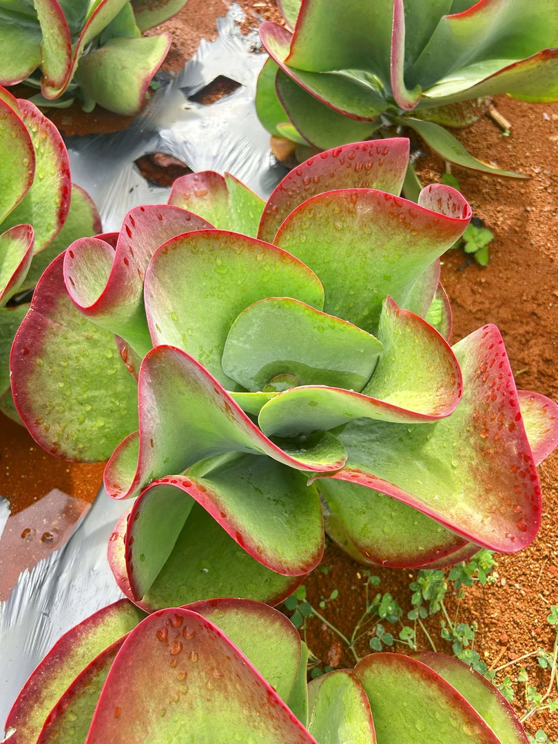 地栽多肉植物批发  巨无霸超大唐印
