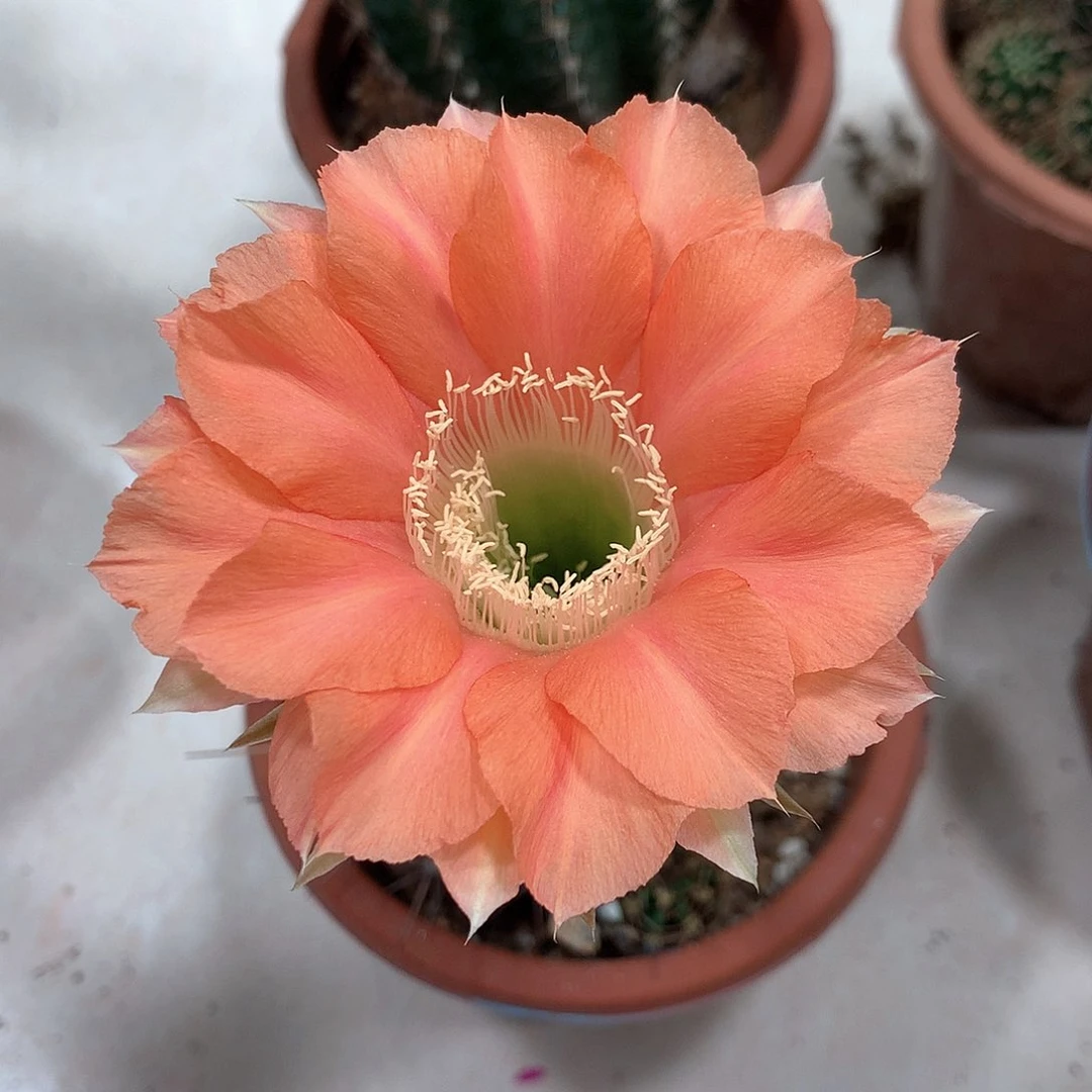 2690实生彩草15公分杯