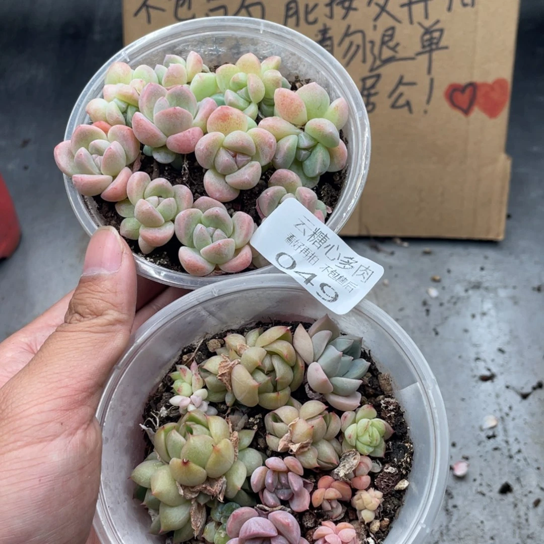 云糖心多肉植物49