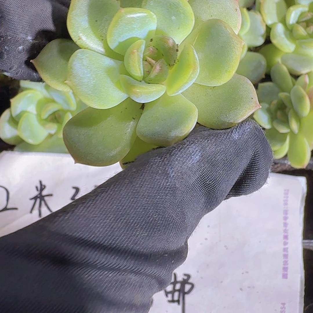 精品琴心两米三颗