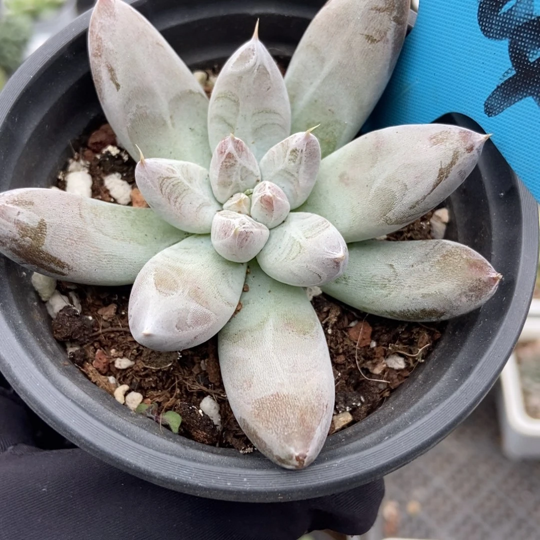 004杜里万多肉植物