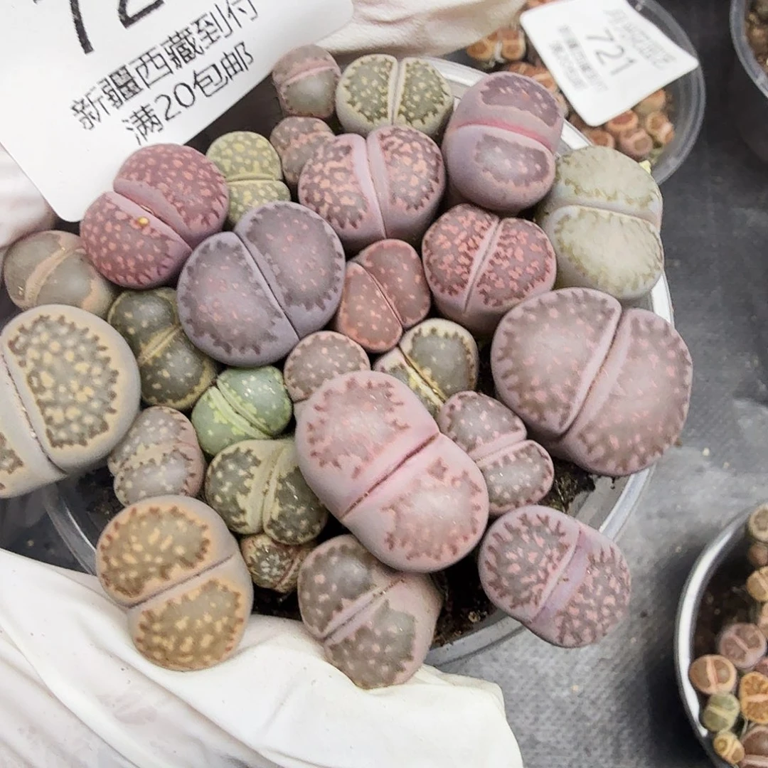 你要回来吃嘛726哈哈