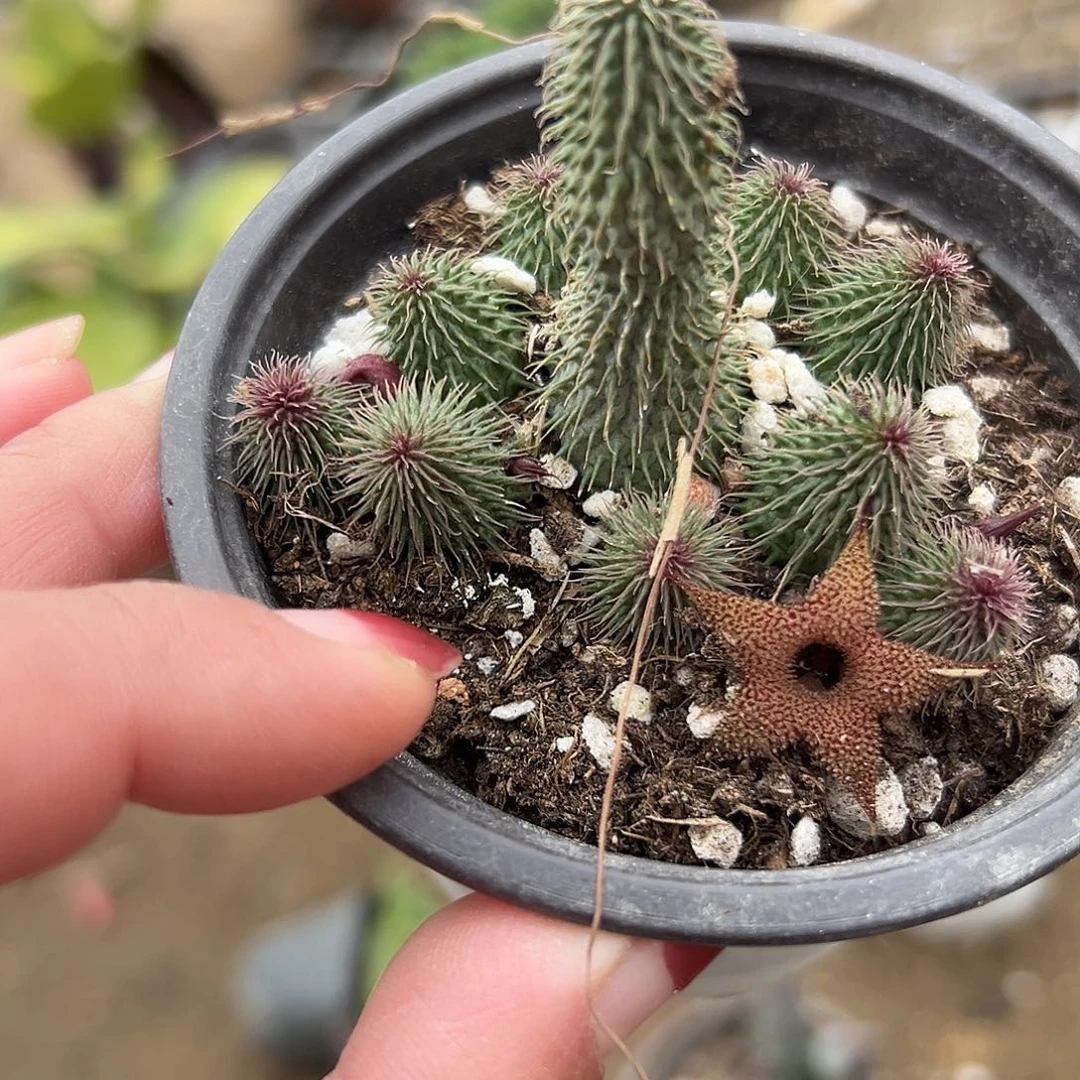 多肉植物啊修罗群