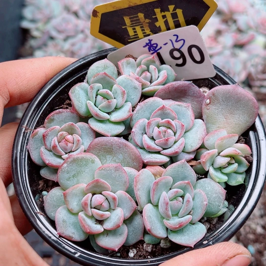 多肉植物多肉植物