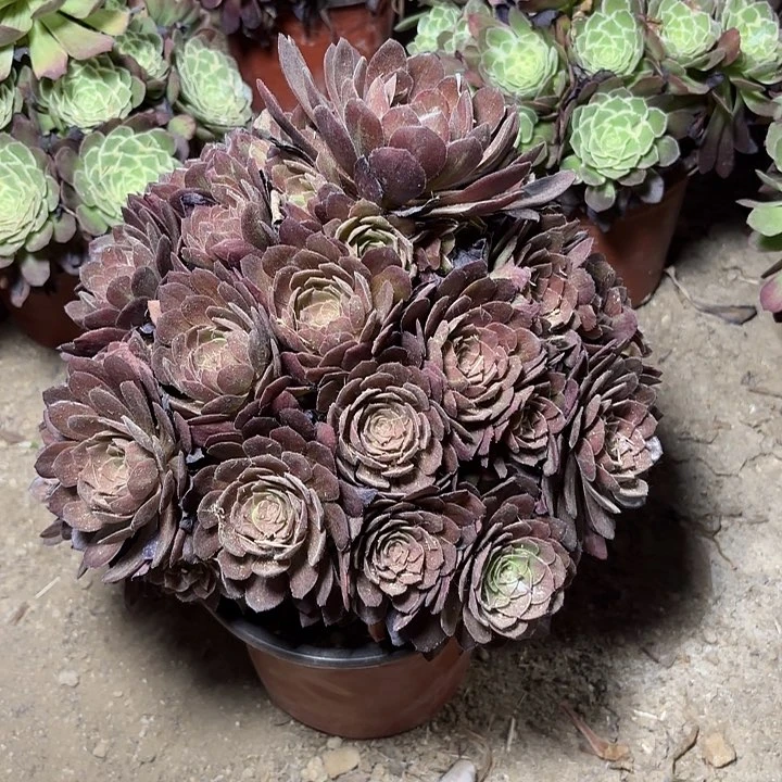 多肉植物灰姑娘12