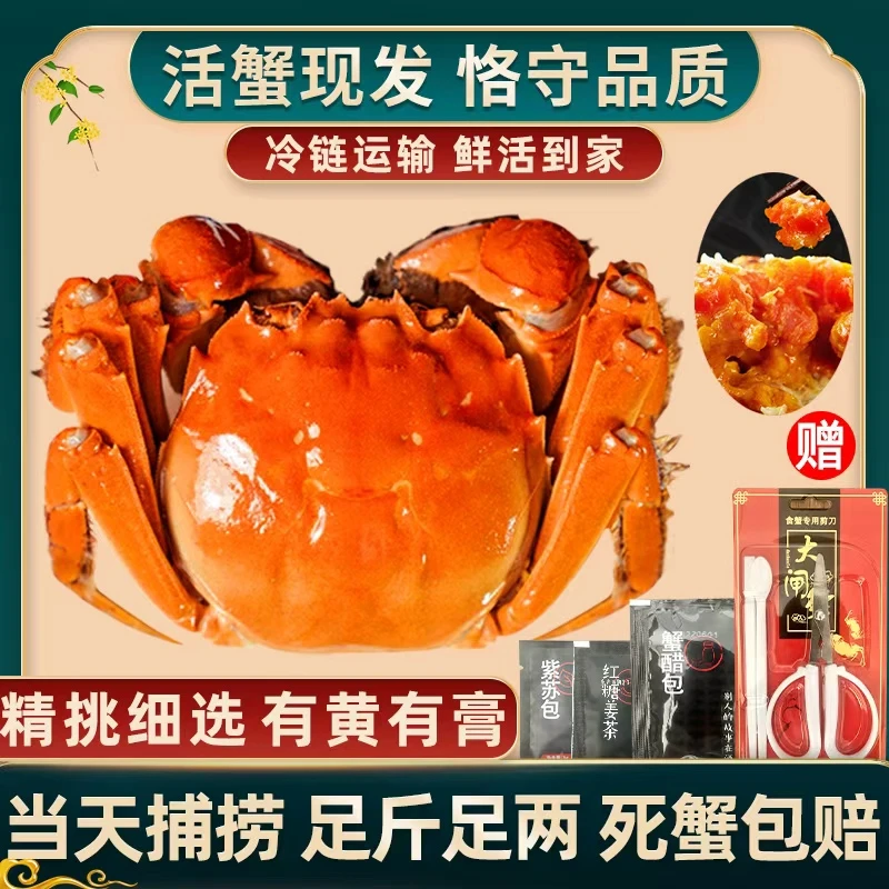 【活蟹】全母蟹2.5两6/8/10只现货大闸蟹鲜活到家礼盒装冷链运输3