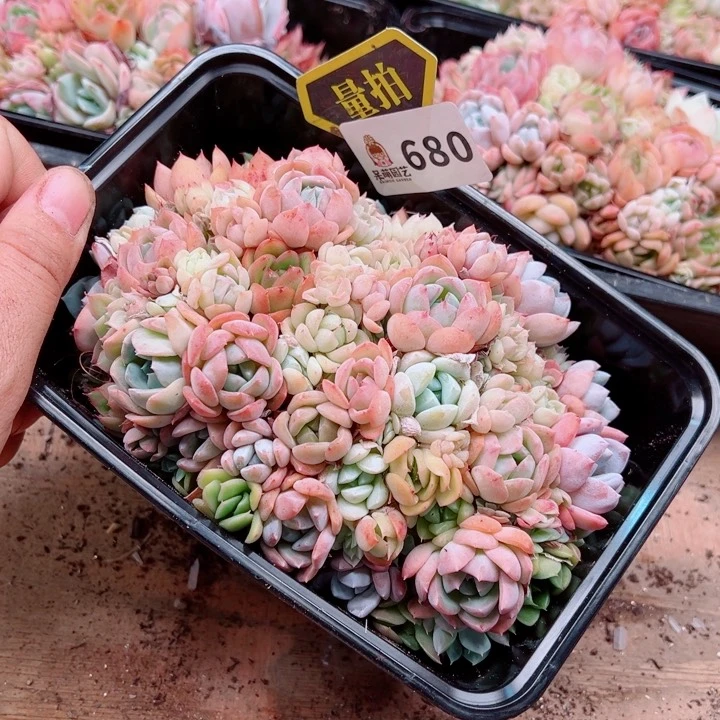 多肉植物多肉植物