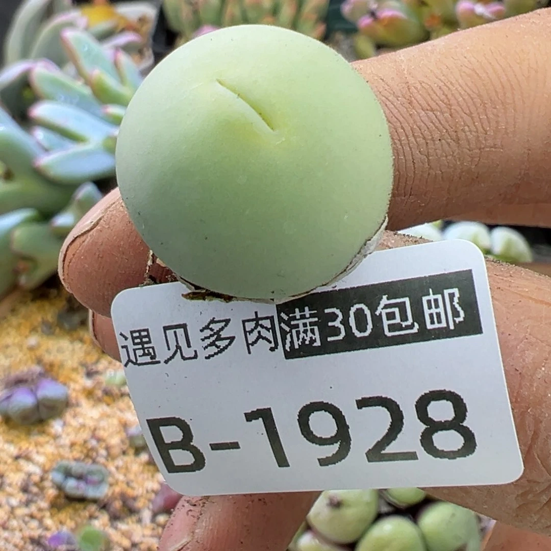 多肉植物11111111111111