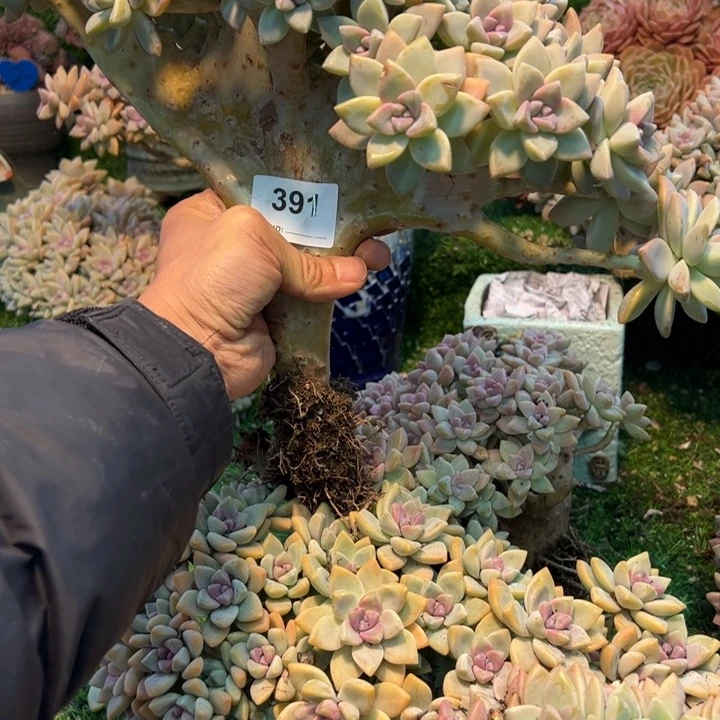 苹***黄染的多肉一物一拍391