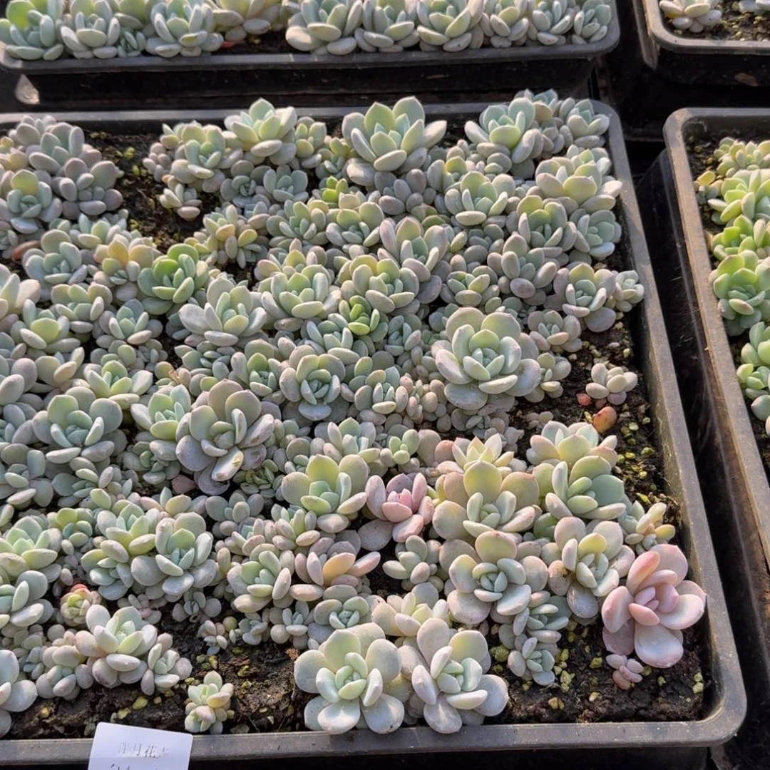 奶盖大切糕半盘量拍24-18