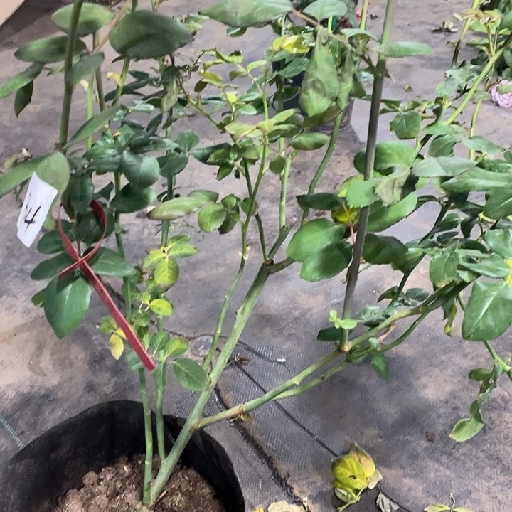 少量花朵（建议范围：2朵-5朵 或40%以下）34野苔藓