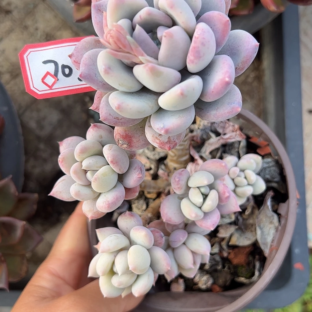 705号胖美人一物一拍