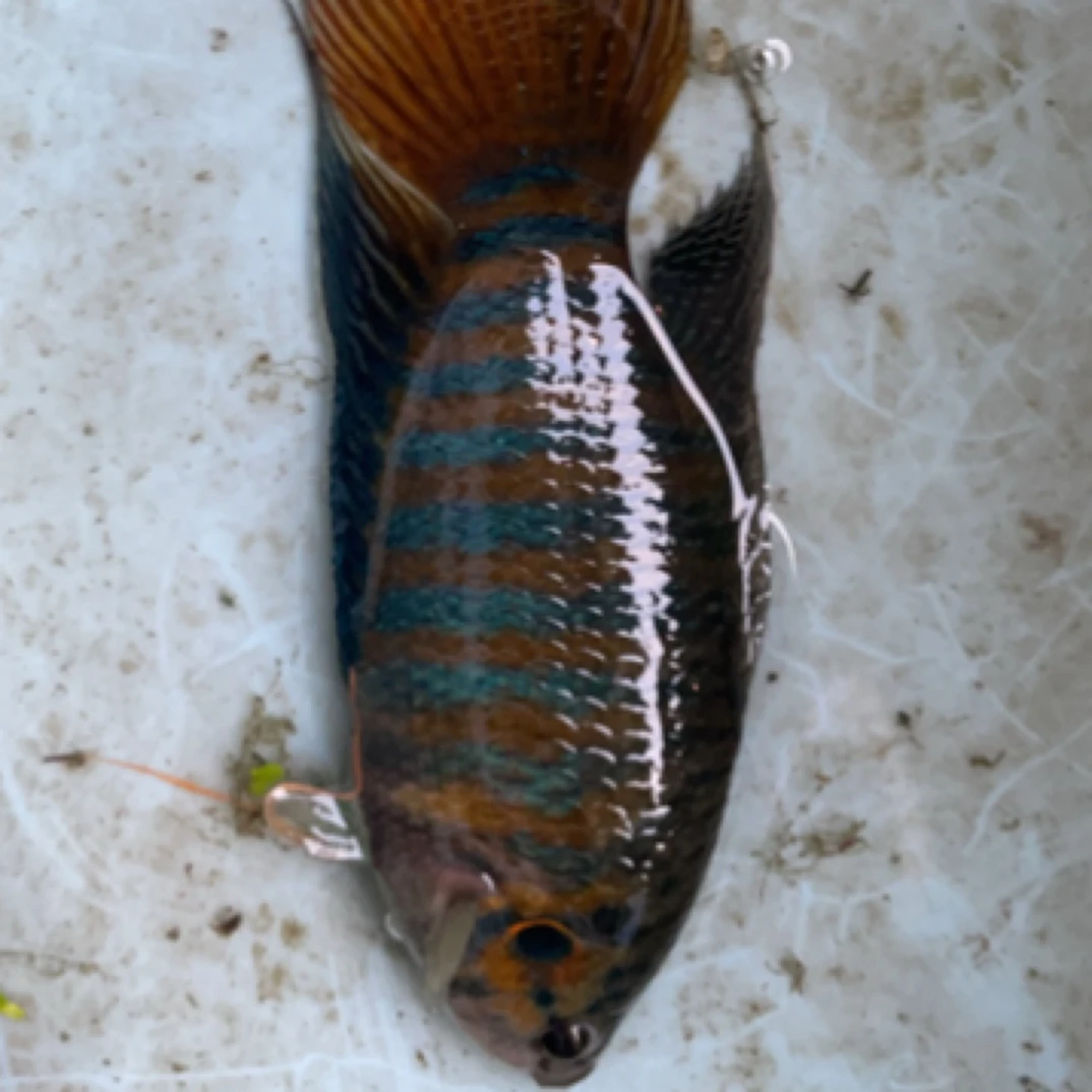 中国斗鱼。直播间改价专用，冷水淡水观赏鱼