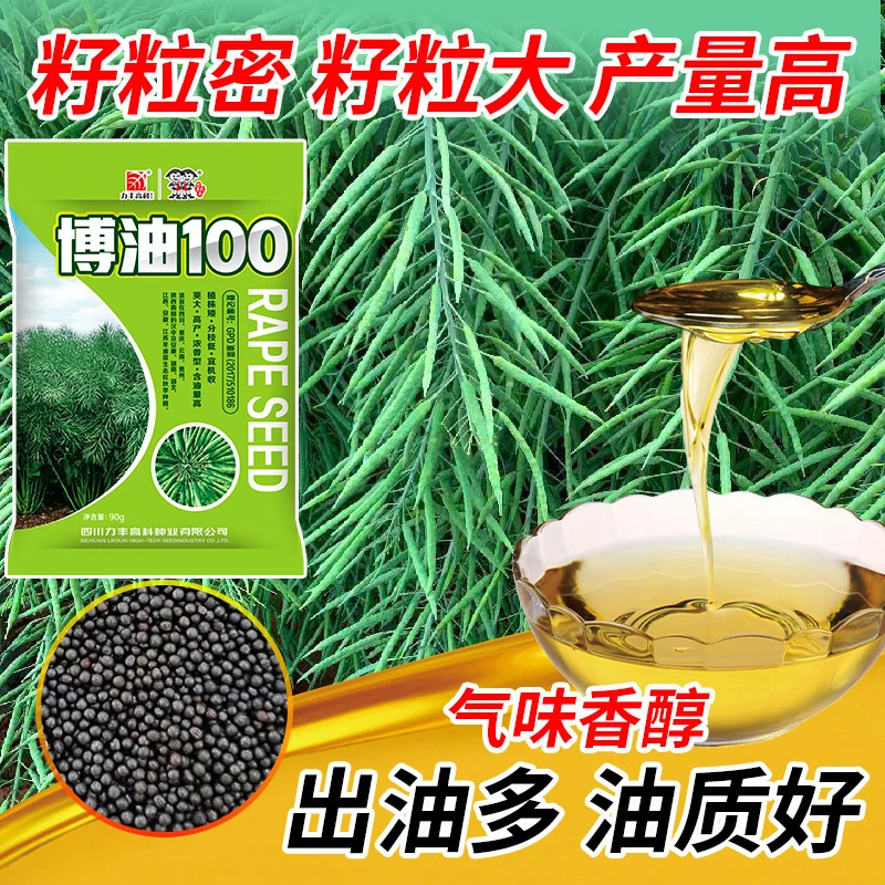 博油100一代杂交高产油菜籽种出油多 80g/袋