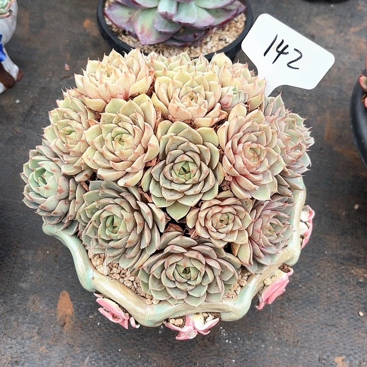 多肉植物，笨吧蒂斯142号