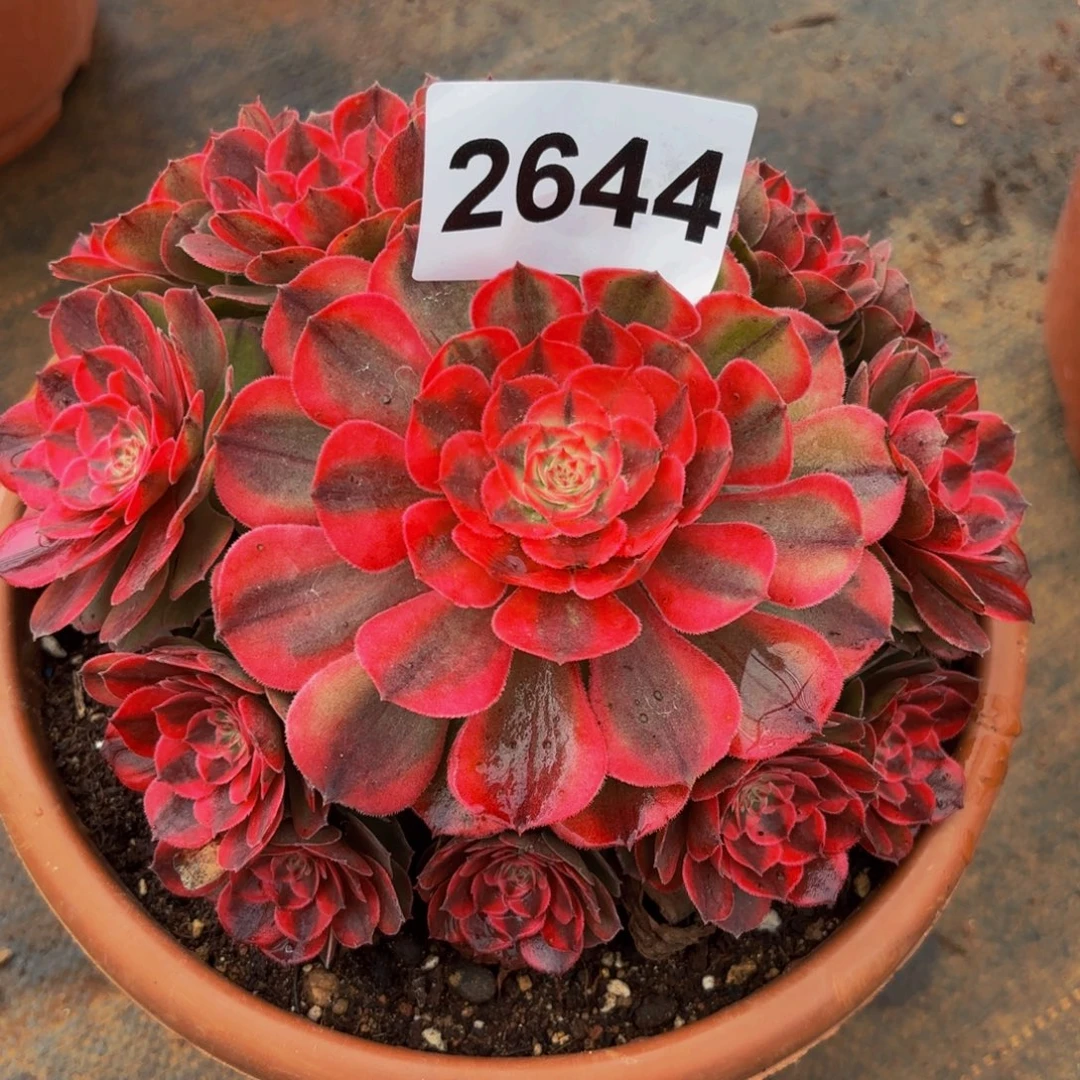 2644多肉植物荔枝