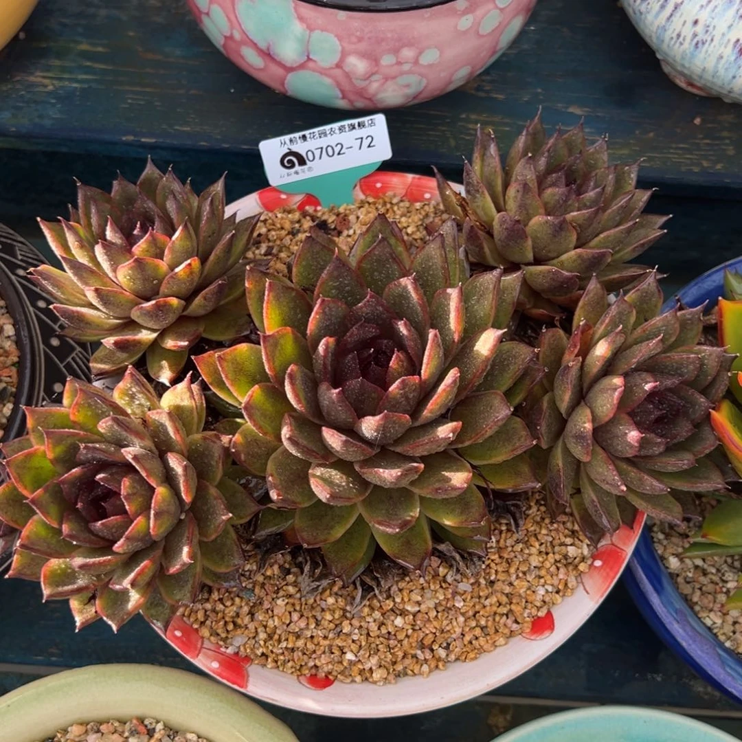 从前慢多肉精选编号0702.72