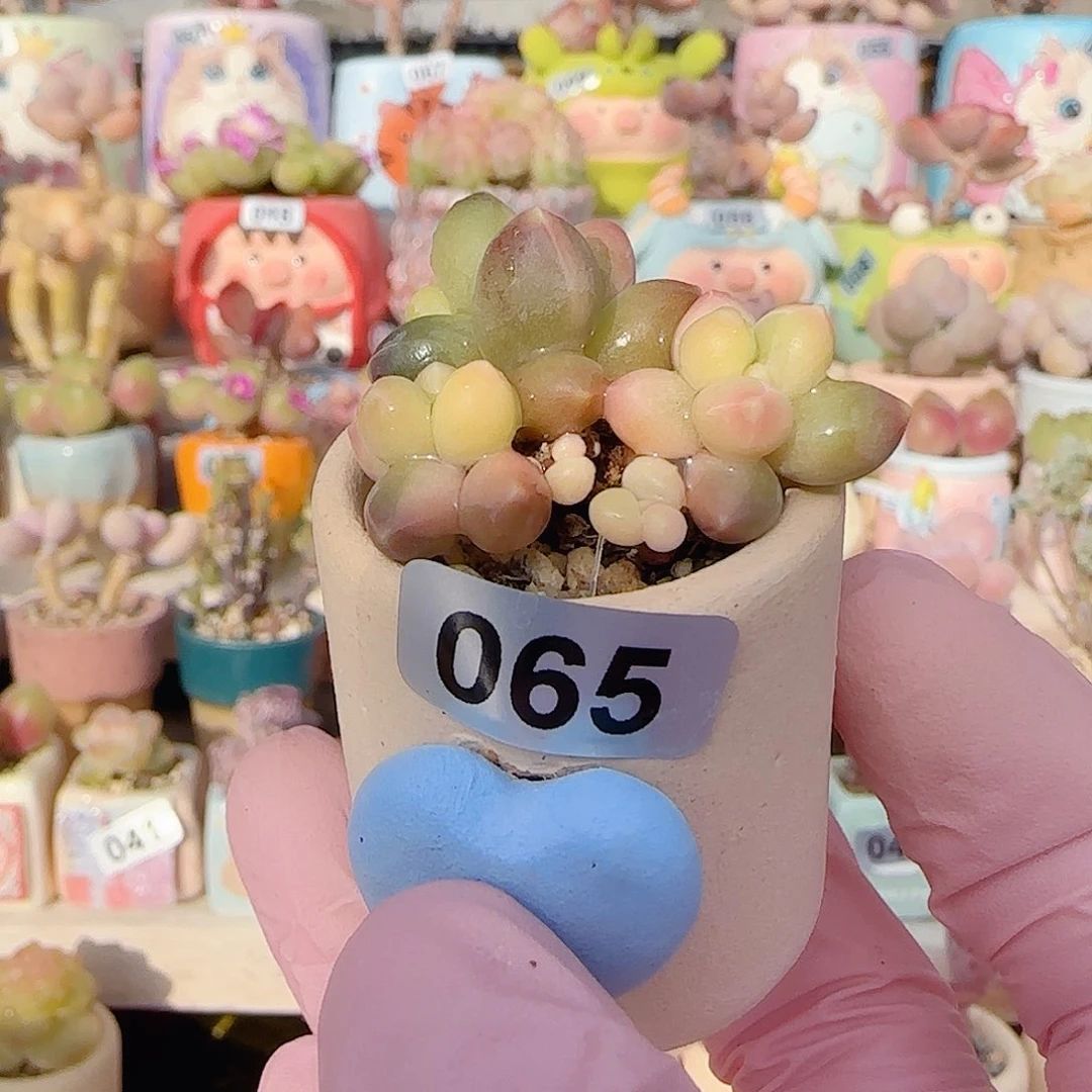 天空美人锦 盆口3cm