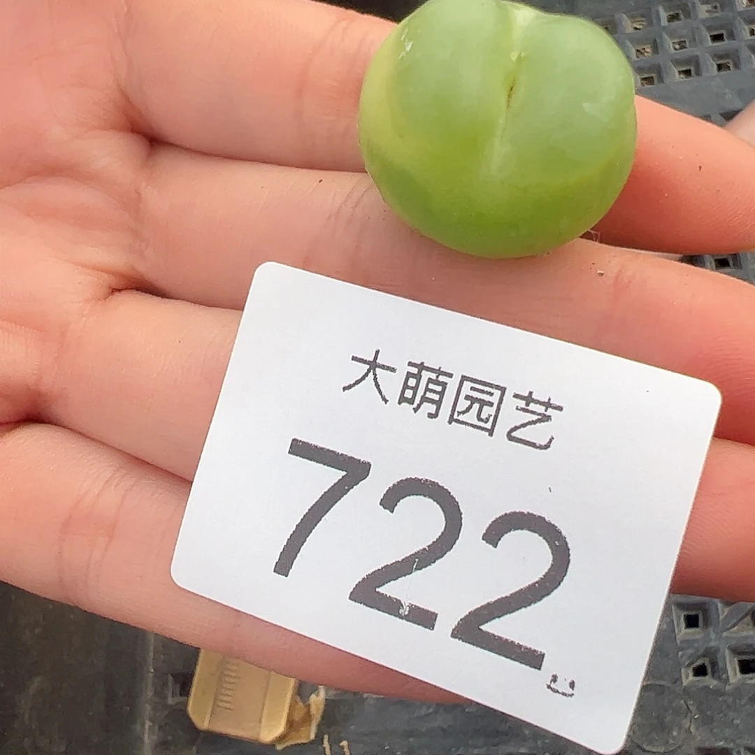 一物一拍母本大拉登。722