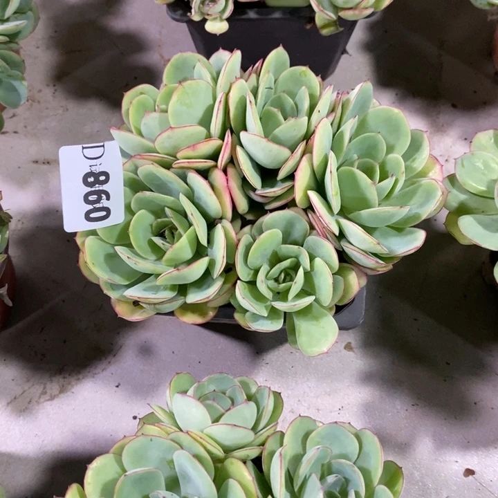 最***心860牡丹亭多肉植物