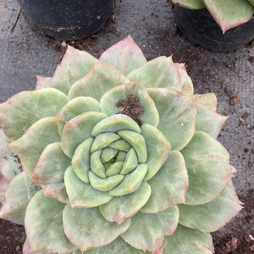 多肉杂交一物一拍22-27