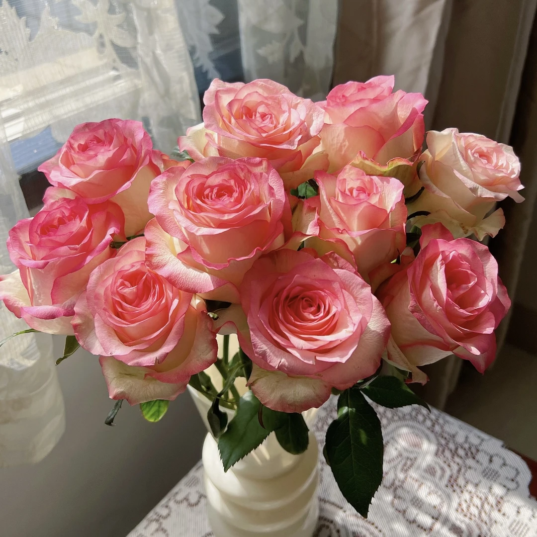 【艾莎】月季花丛生盆栽花卉庭院耐晒耐寒花园植物新手易养护