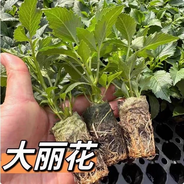大吉大利大丽花花苗四季开花多年生花卉好种好养云南基地直发