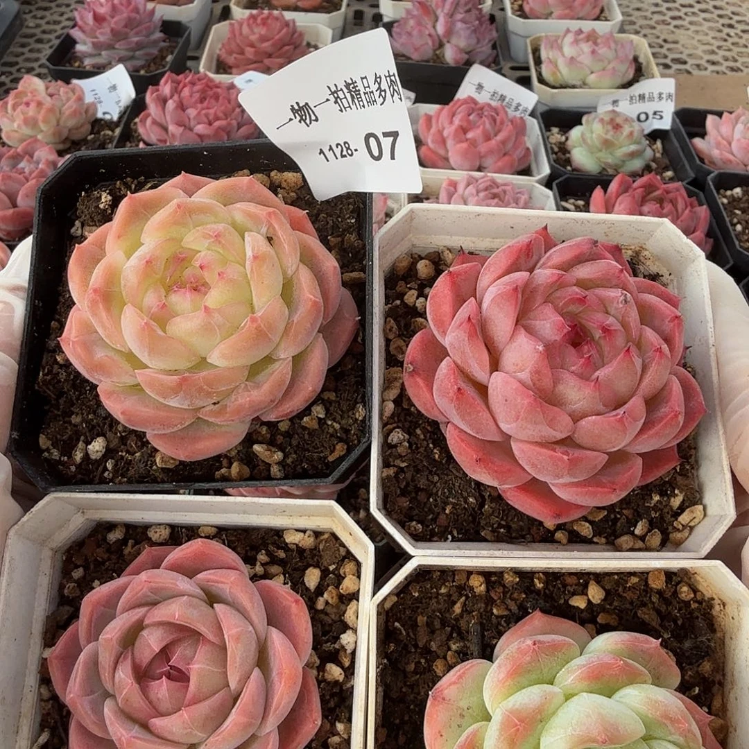 1128-07四颗珍妮组合