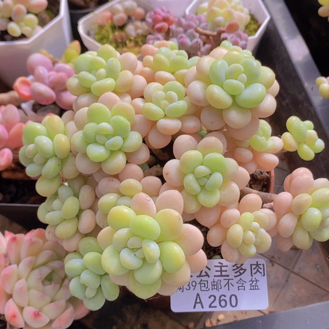 洛可可12cm260多肉植物