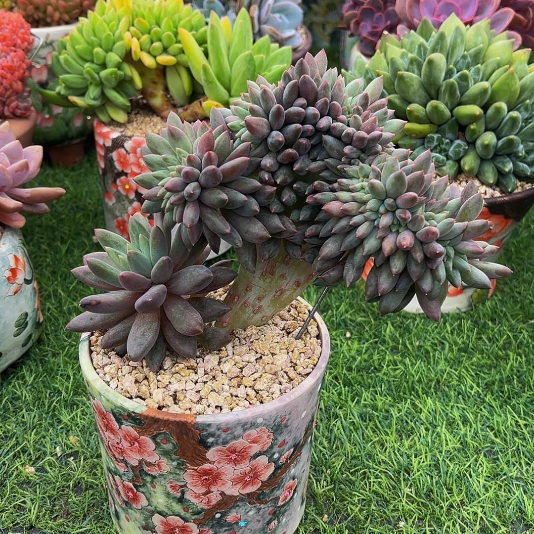 红蜻蜓树一物一拍