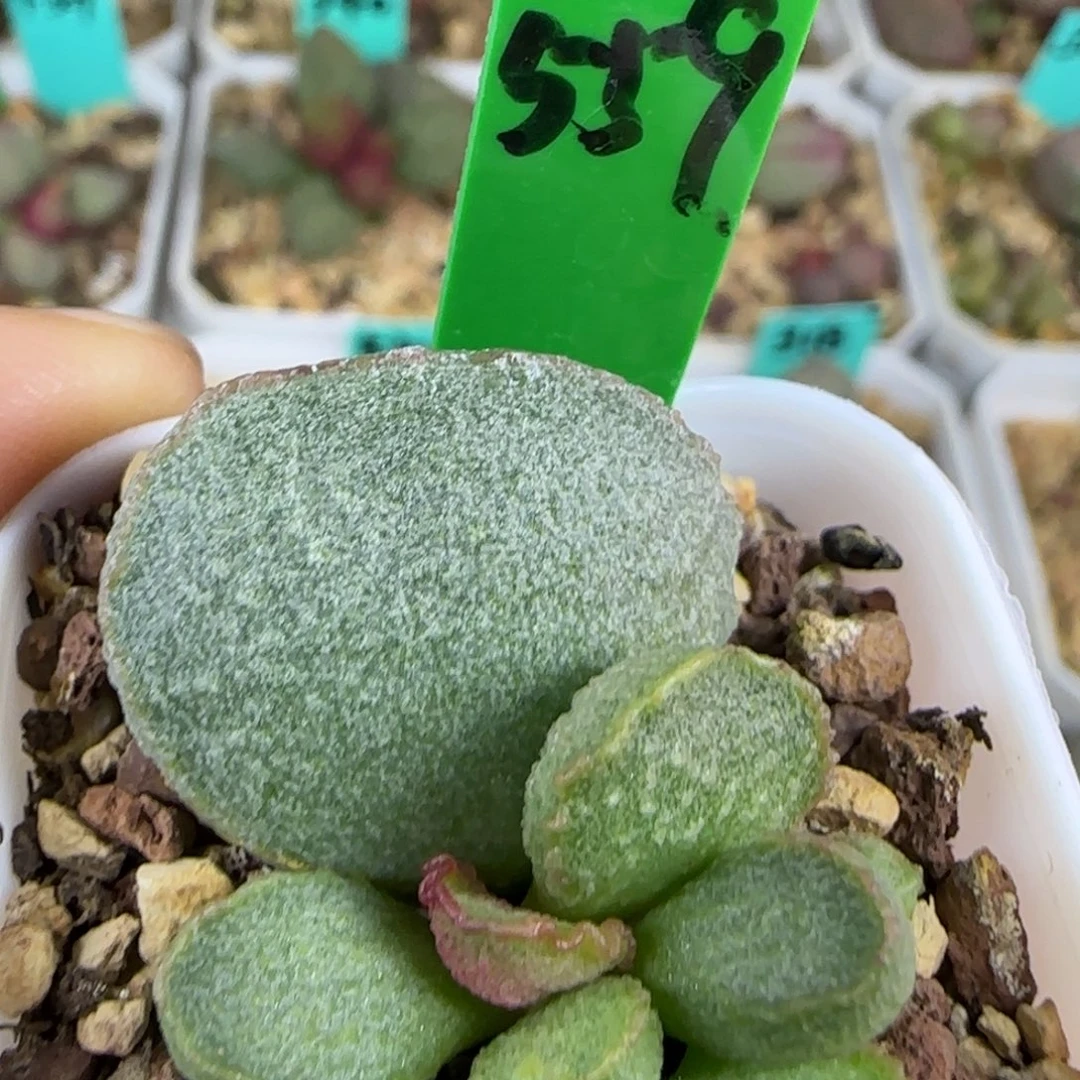 编号559底叶插，四方盆发