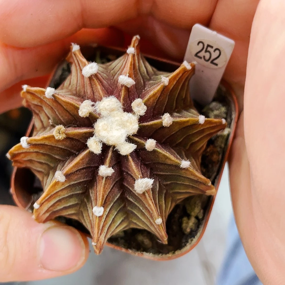 非偏远地区满25包邮仙人球