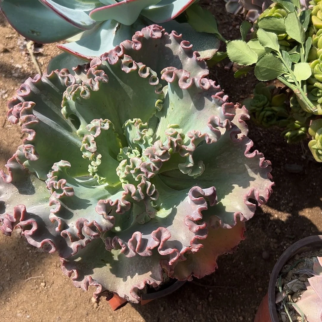 多肉植物女王花笠