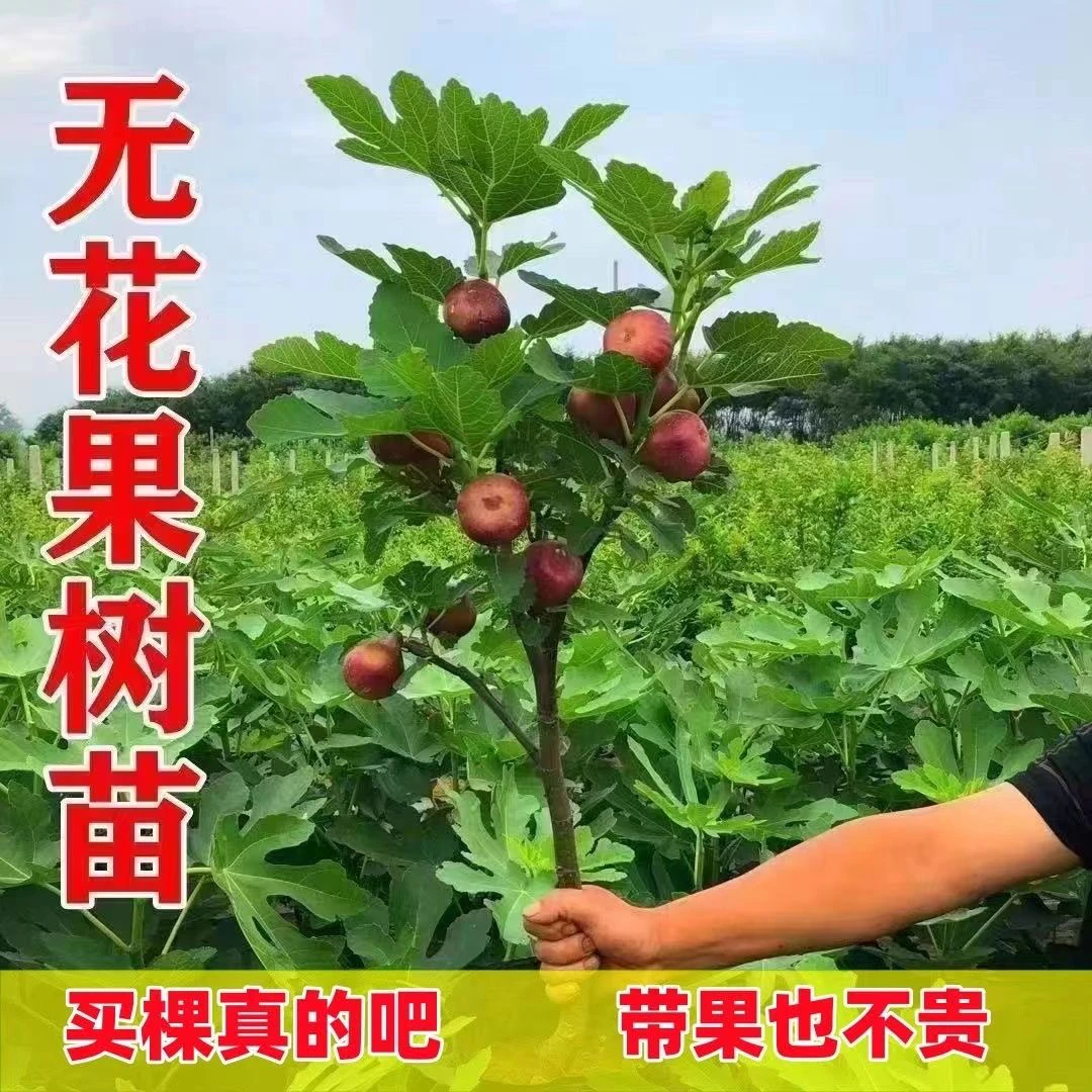 带果无花果树苗盆栽全年多次结果耐寒南北方可种植