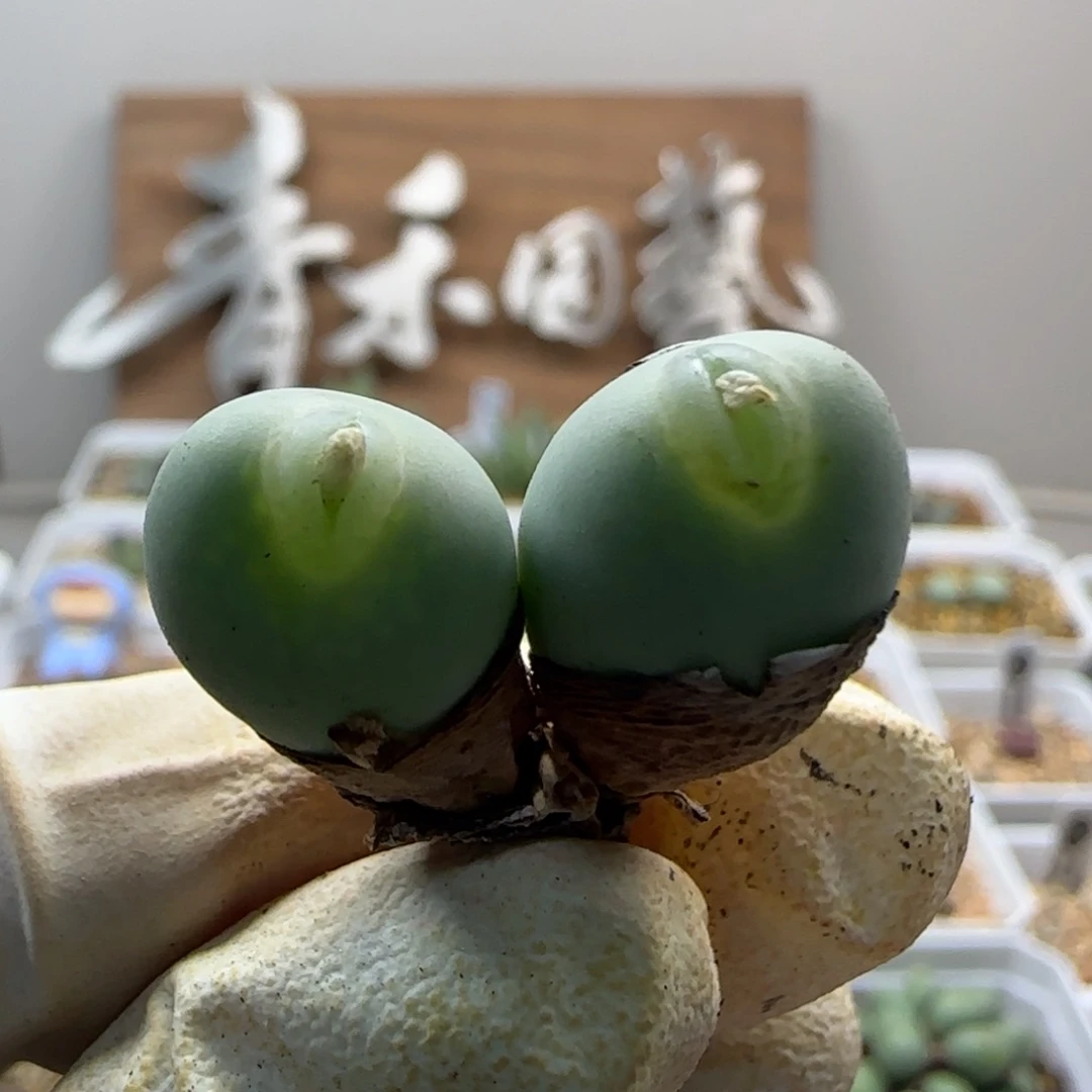 菠***雪10-19-当天满38包邮玻尿酸嘟嘟嘴单头1.2cm分株