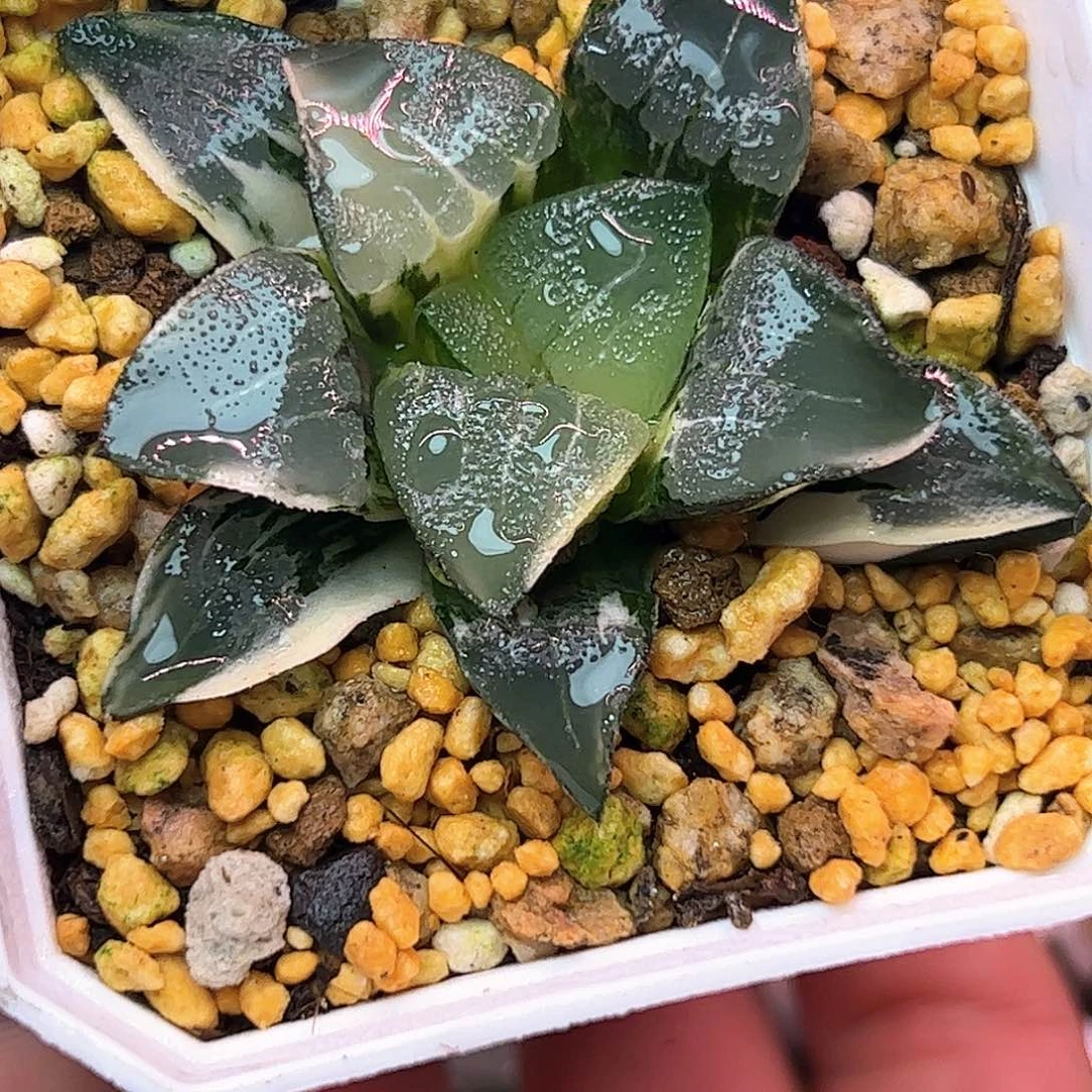 中岛克锦十二卷多肉植物