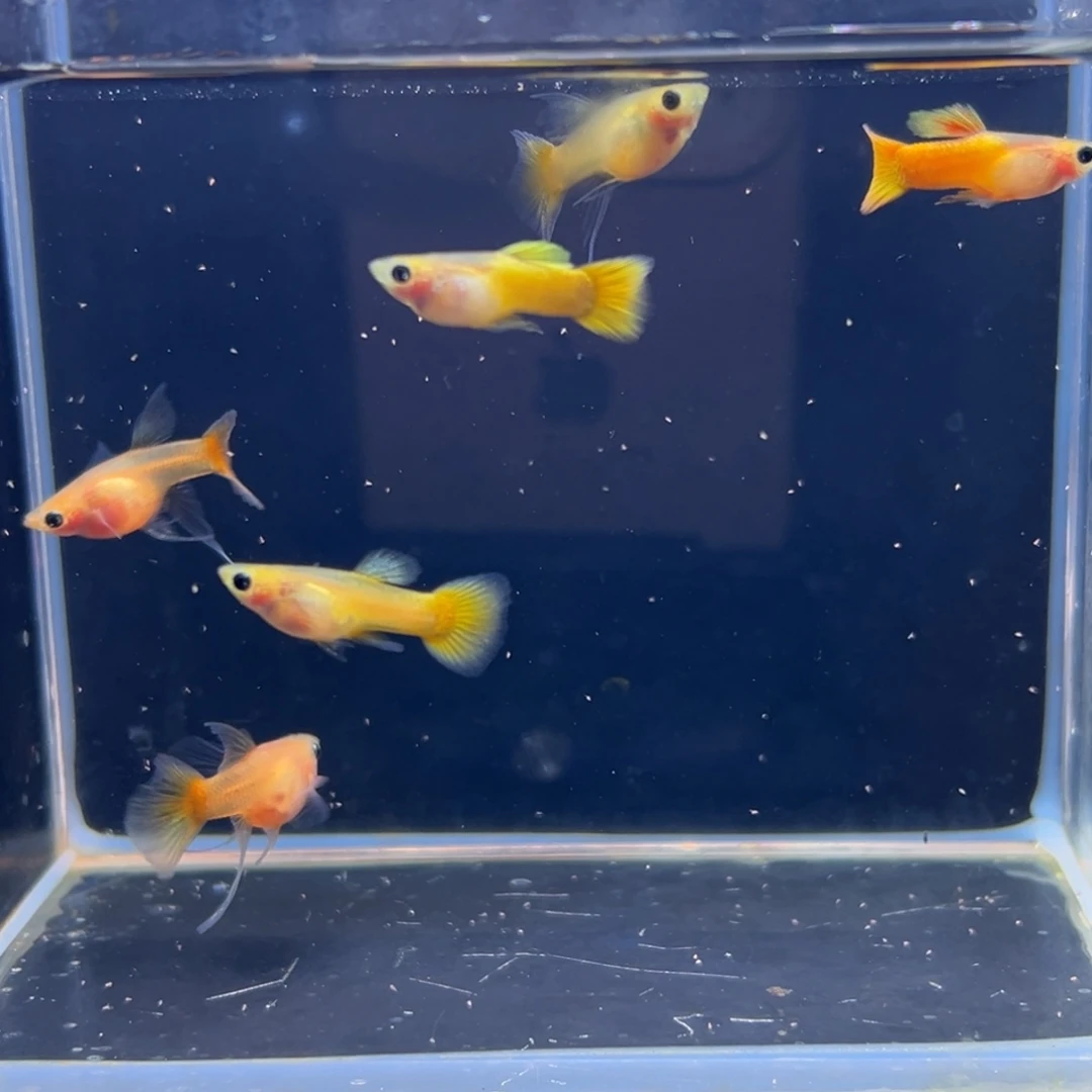 孔雀鱼黄金玻璃猫c3对