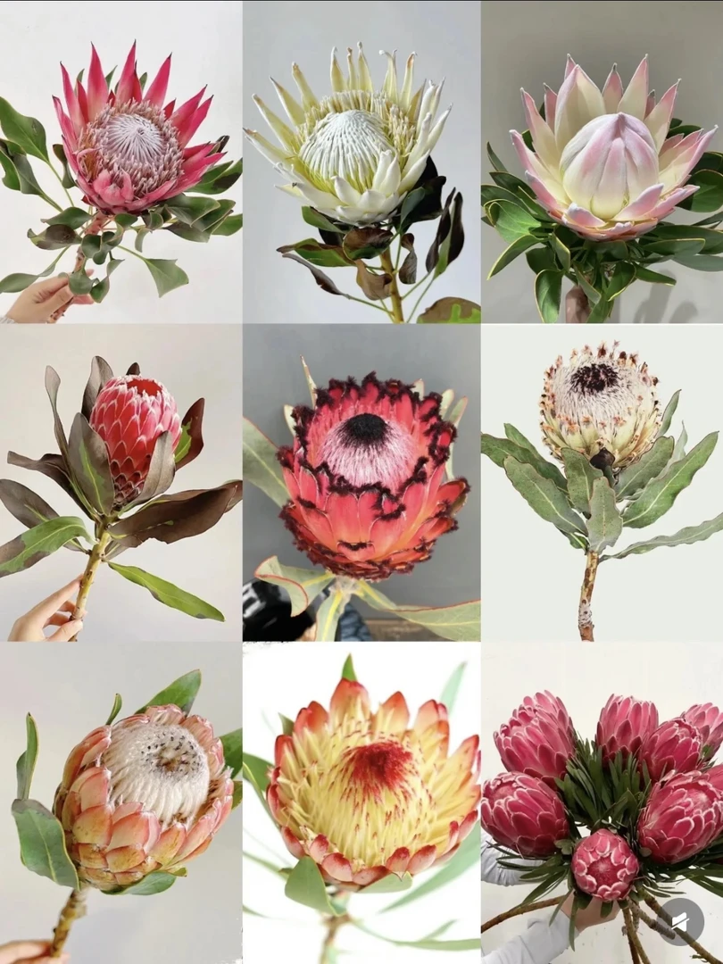 帝王花木百合高级家居插花南非进口花材冷链包邮